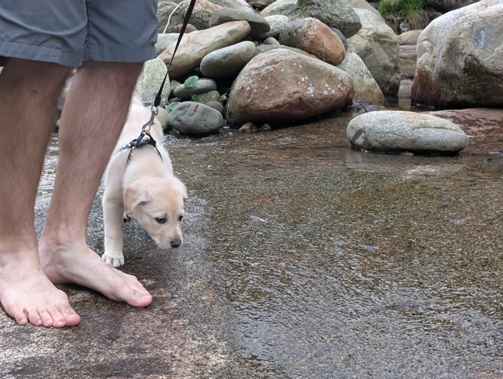 chinook dog